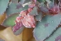 Euphorbia maculata
