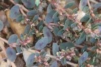 Euphorbia maculata