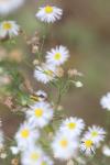 Erigeron annuus