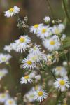 Erigeron annuus