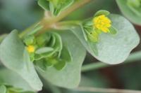Portulaca oleracea