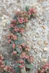 Euphorbia maculata