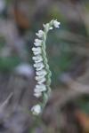 Spiranthes spiralis