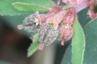 Euphorbia maculata
