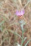 Centaurea decipiens