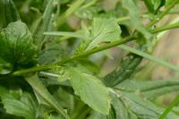 Barbarea vulgaris