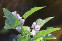 Althaea officinalis