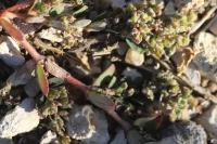 Euphorbia prostrata