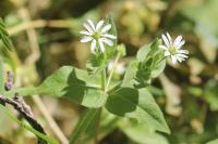 Stellaria aquatica