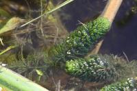 Ceratophyllum demersum