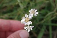 Achillea ptarmica