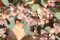 Euphorbia maculata
