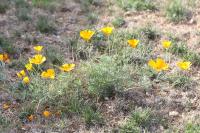 Eschscholzia californica