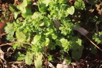 Euphorbia peplus
