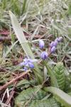 Scilla bifolia