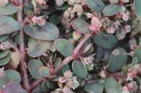 Euphorbia maculata