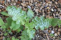 Silybum marianum