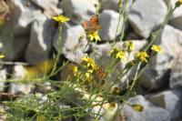 Senecio inaequidens
