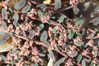 Euphorbia maculata