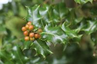 Ilex aquifolium