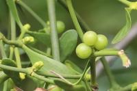 Viscum album