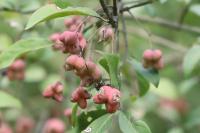 Euonymus europaeus