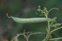 Lathyrus latifolius