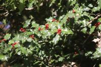 Ilex aquifolium