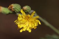 Hieracium laevigatum