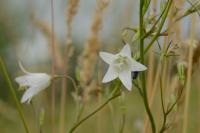 Campanula rapunculus
