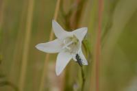 Campanula rapunculus
