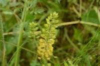 Lepidium campestre