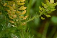 Lepidium campestre