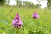 Anacamptis pyramidalis