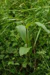 Epipactis helleborine