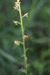 Verbascum blattaria
