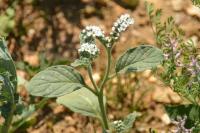 Heliotropium europaeum
