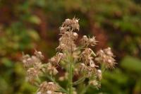 Erigeron acris