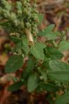 Chenopodium album