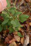 Chenopodium album
