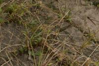 Digitaria sanguinalis
