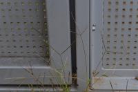 Digitaria sanguinalis