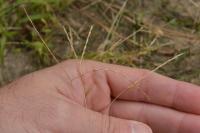 Digitaria sanguinalis