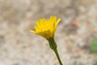 Leontodon saxatilis