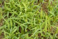 Setaria italica subsp. viridis