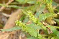 Setaria italica subsp. viridis