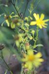 Senecio inaequidens