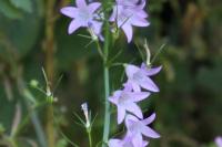 Campanula patula