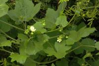Bryonia dioica