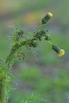 Sonchus asper
